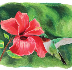 The Hummingbird - coloured pencil